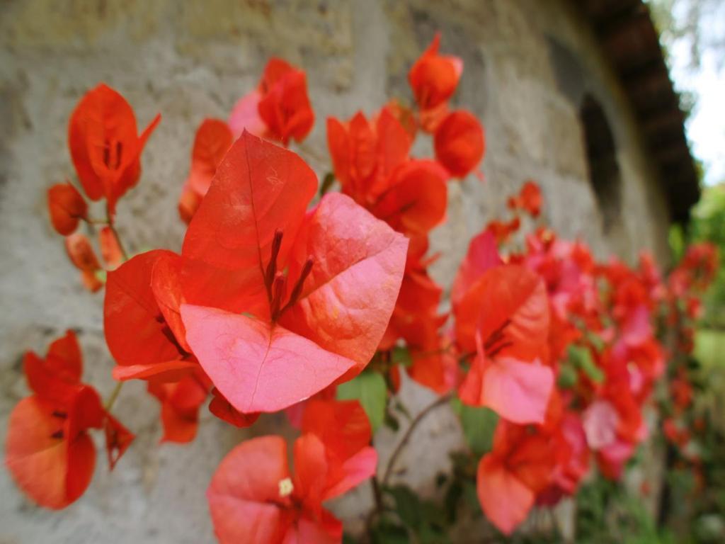 La Neffola Residence ソレント エクステリア 写真