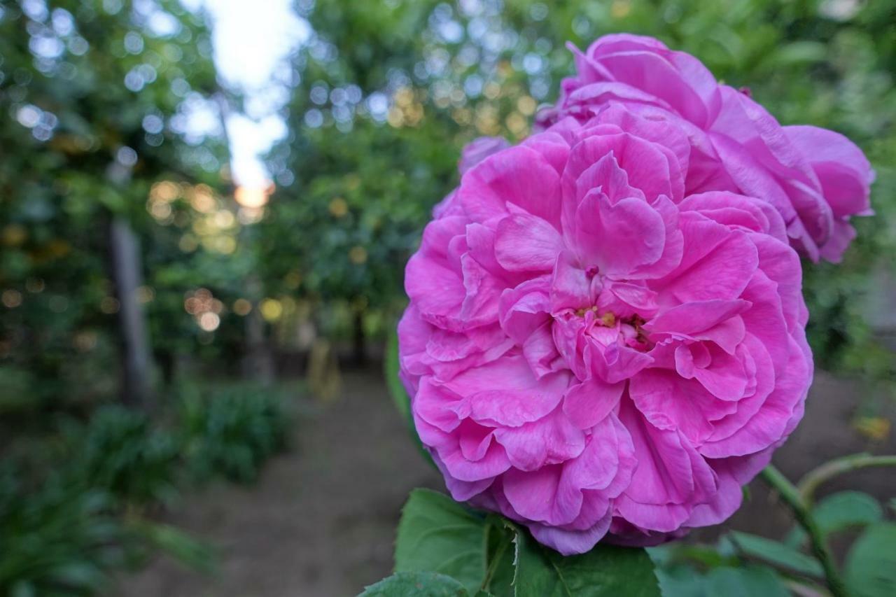 La Neffola Residence ソレント エクステリア 写真